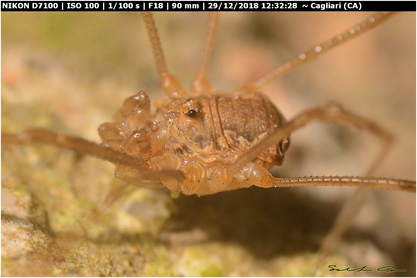 ♂ Phalangium targionii (Phalangiidae)